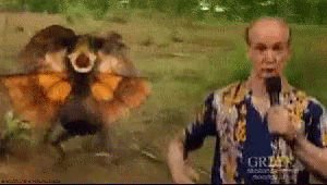 running-run.gif
