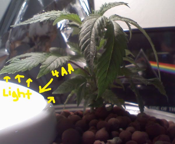 grow2_2.jpg
