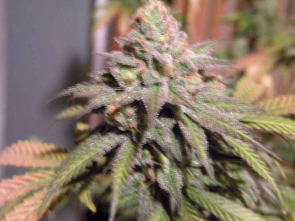 DSCN3852.jpg