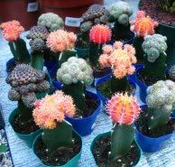 tngrafted-cactus11.jpg