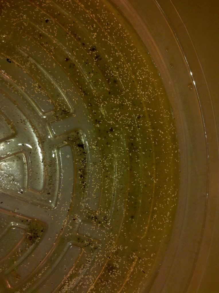 2011-08-26_11-52-38_743.jpg