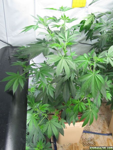 g135.jpg