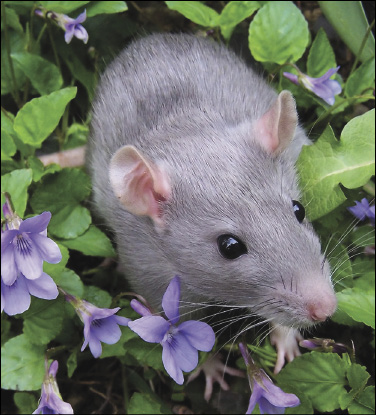 silver-rat.jpg