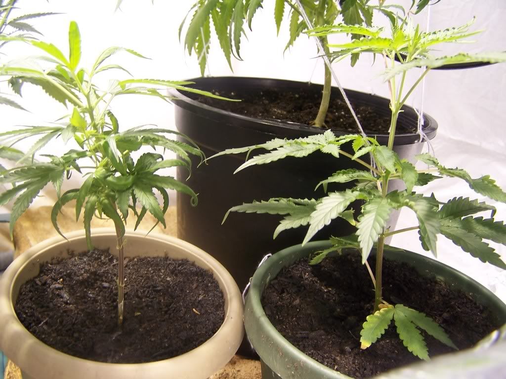 July21picsofcrop003.jpg