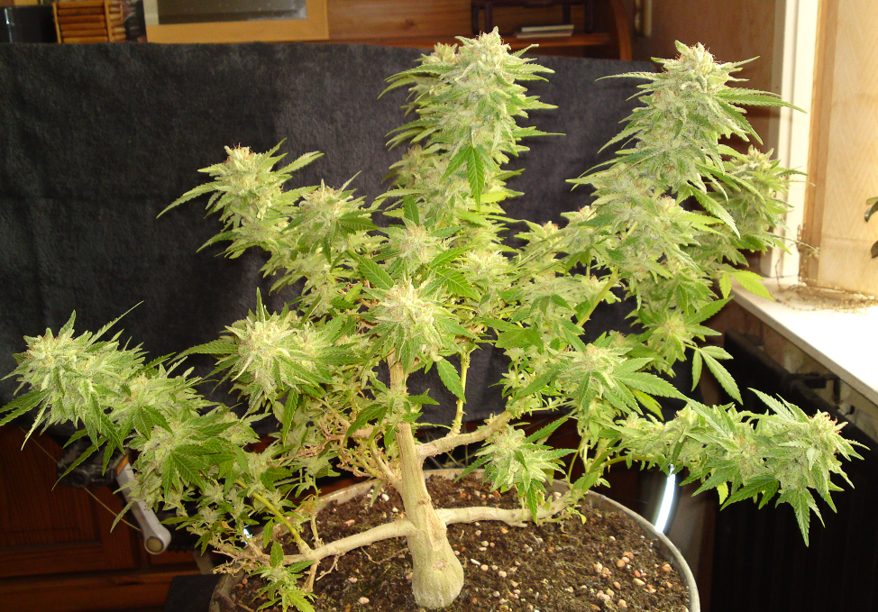 Bonsai.png