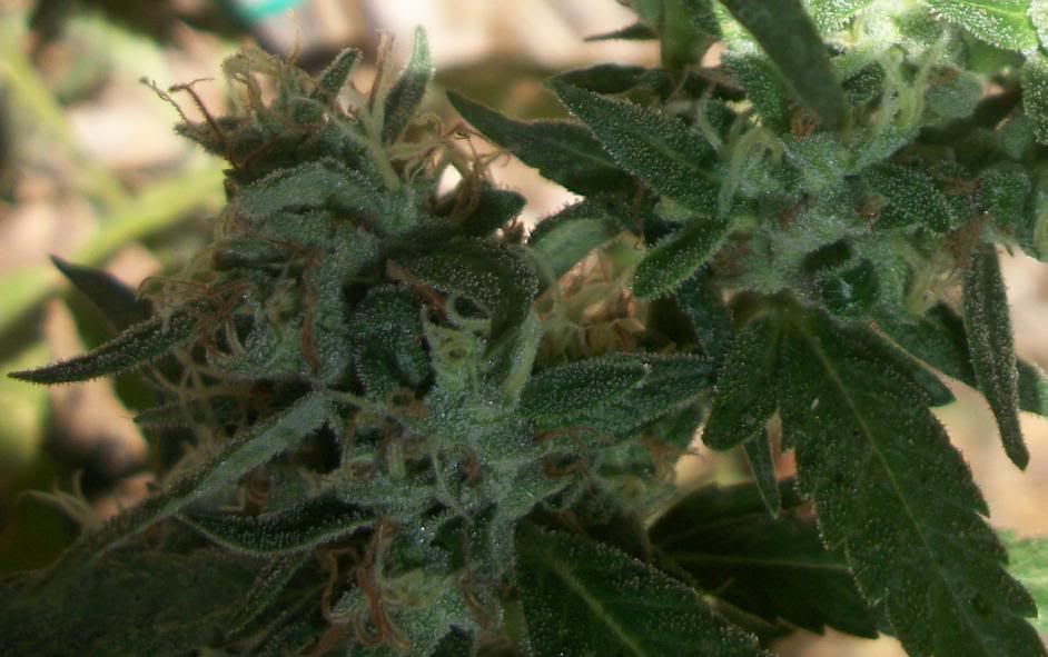 FireOG2.jpg