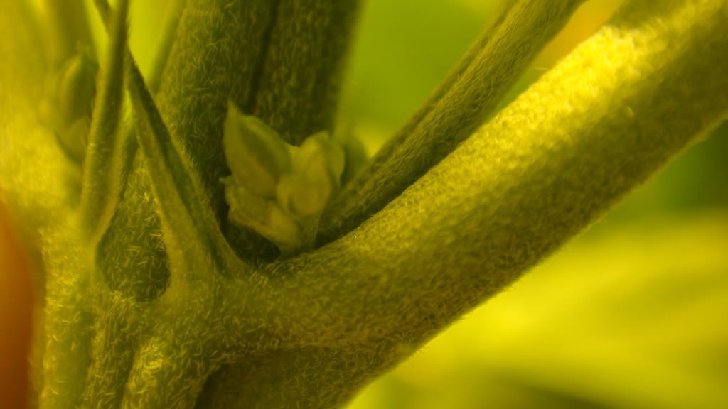 DSC04774.jpg
