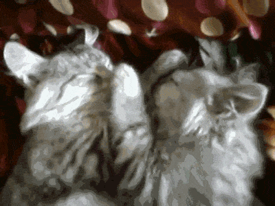 gifs_02.gif