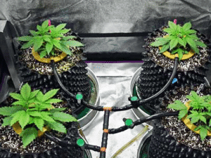 www.cocoforcannabis.com