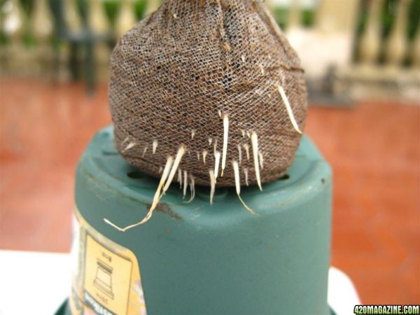 BB_CC_Clones_Sep18_041.jpg