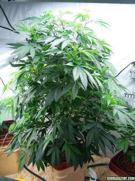banana_kush_2.JPG