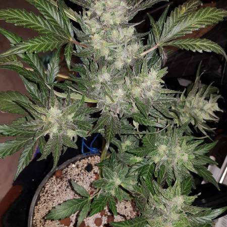 growdiaries.com