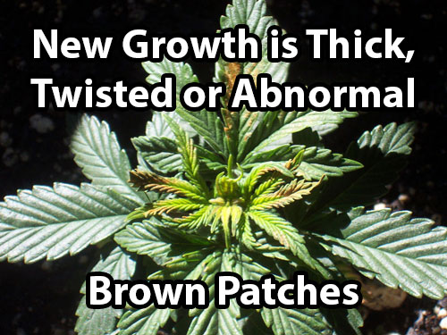 www.growweedeasy.com