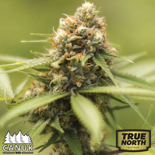 www.truenorthseedbank.com