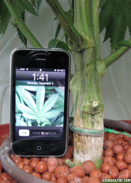 banana_stem1.jpg