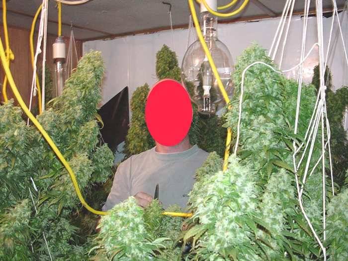 bc_big_bud.jpg