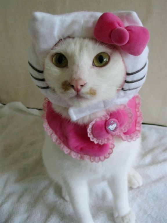 hello-kitty-cat-4.jpg