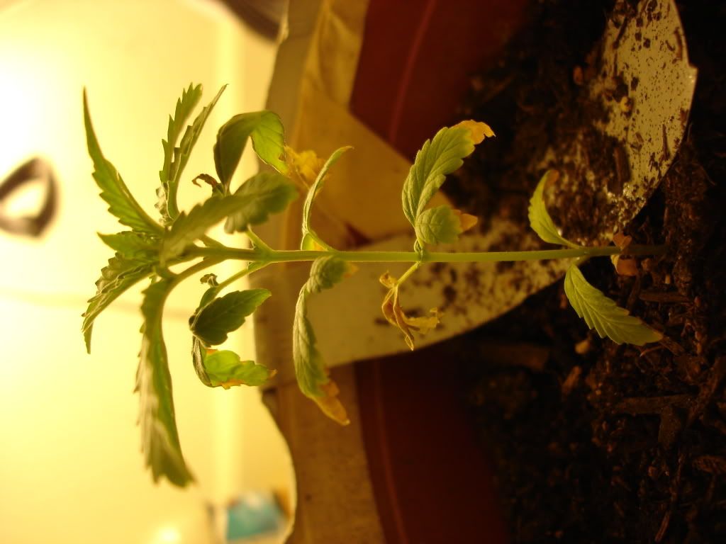 DSC02875.jpg