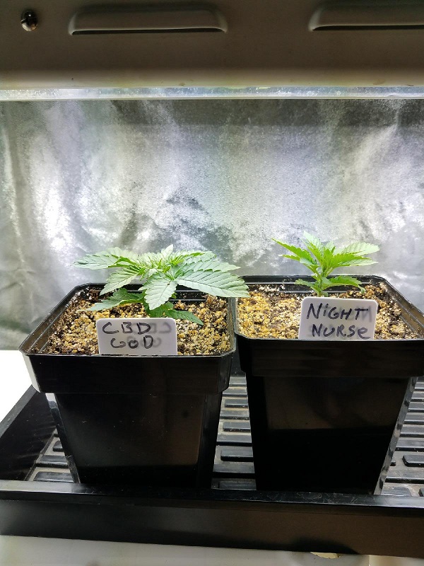 seedlingt5.jpg