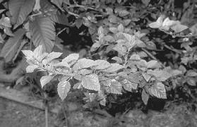 ueda_0001_0002_0_img0106.jpg