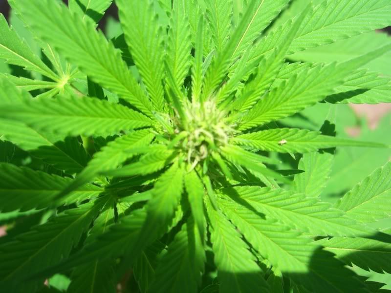 marijuana006.jpg