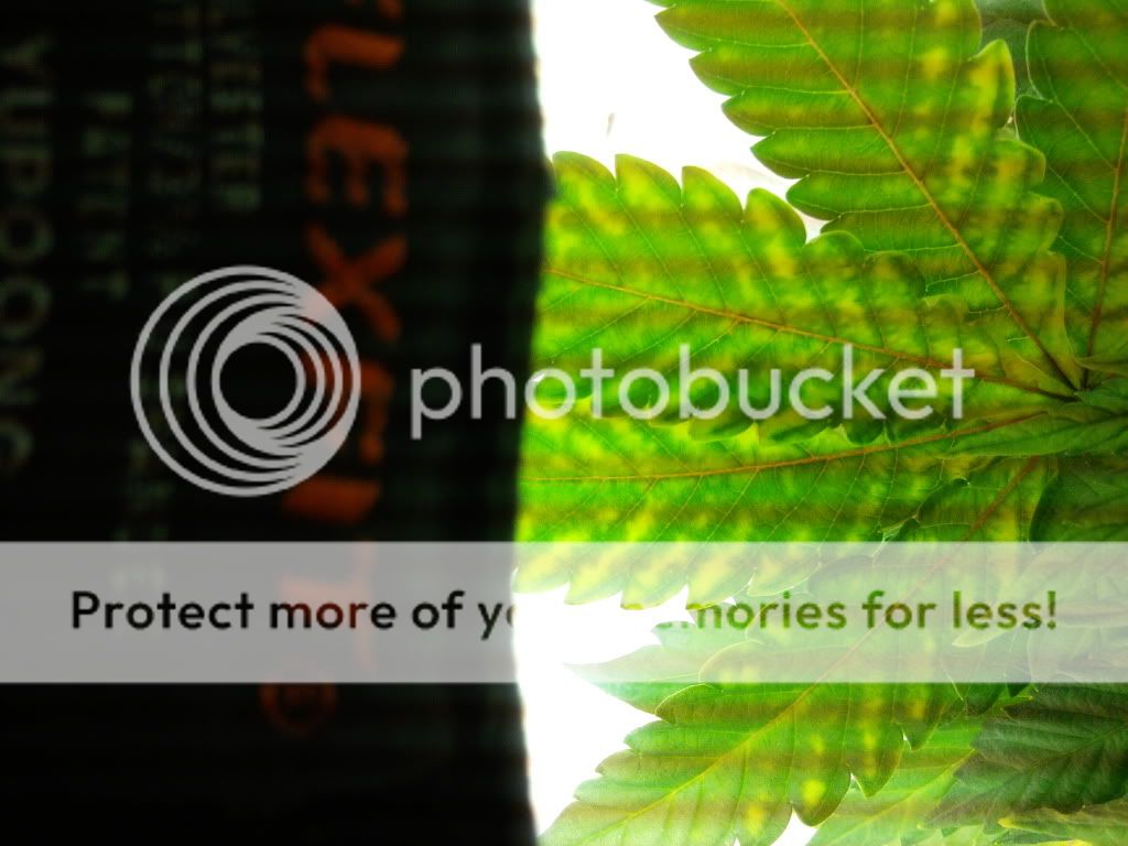 Plant3.jpg