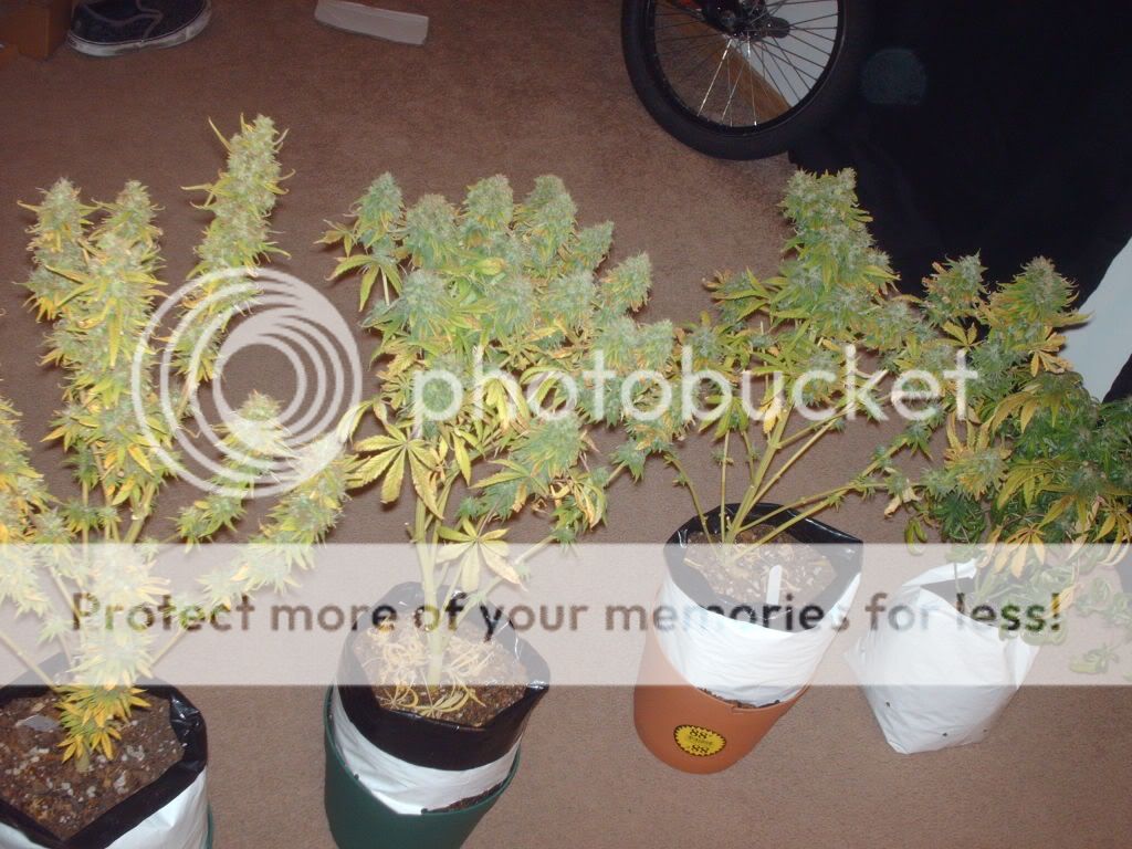 Picture147.jpg