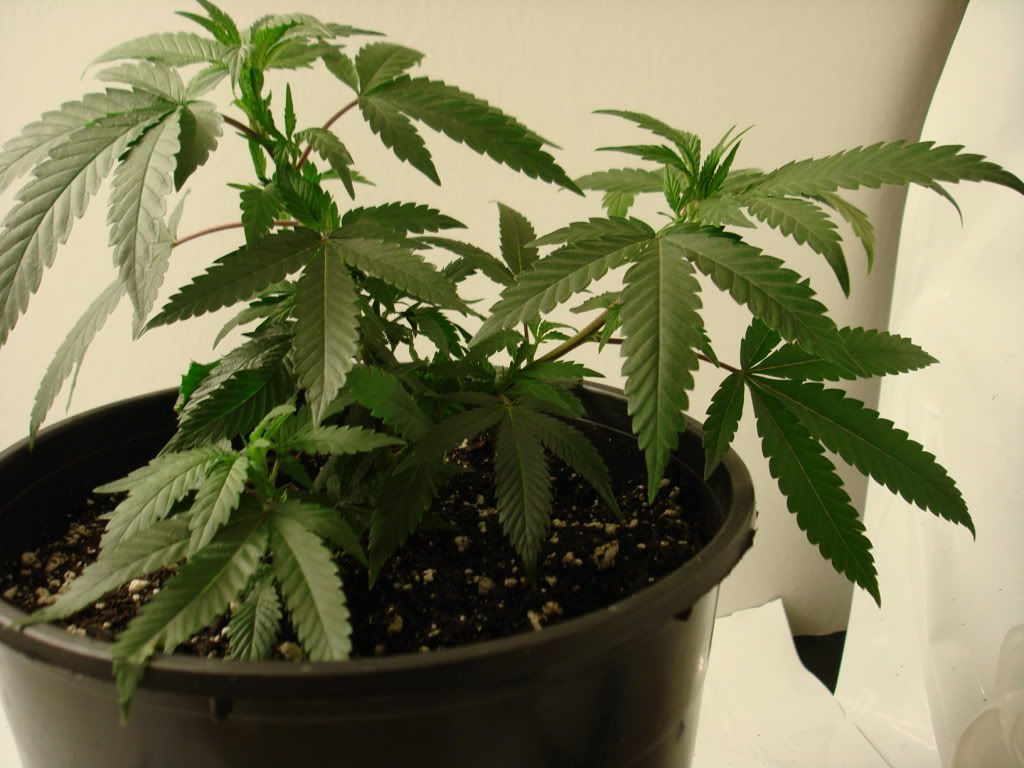cannadentialday14side.jpg