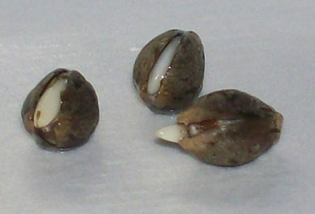 germinating-cannabis-seeds.jpg