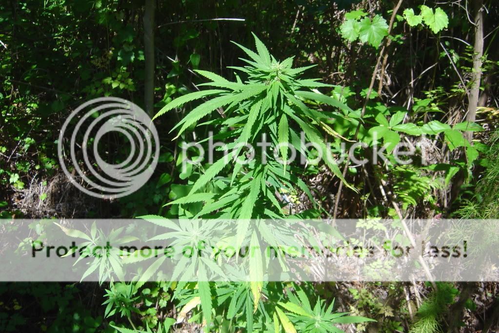 herbal4004.jpg