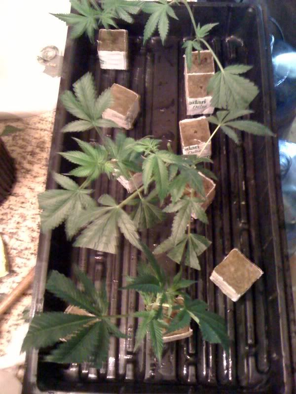 clones.jpg