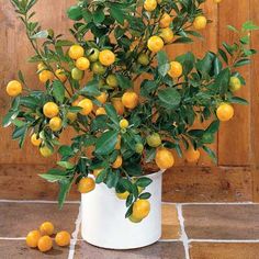dd4db952028d807613741d17c8231324--plants-online-orange-trees.jpg