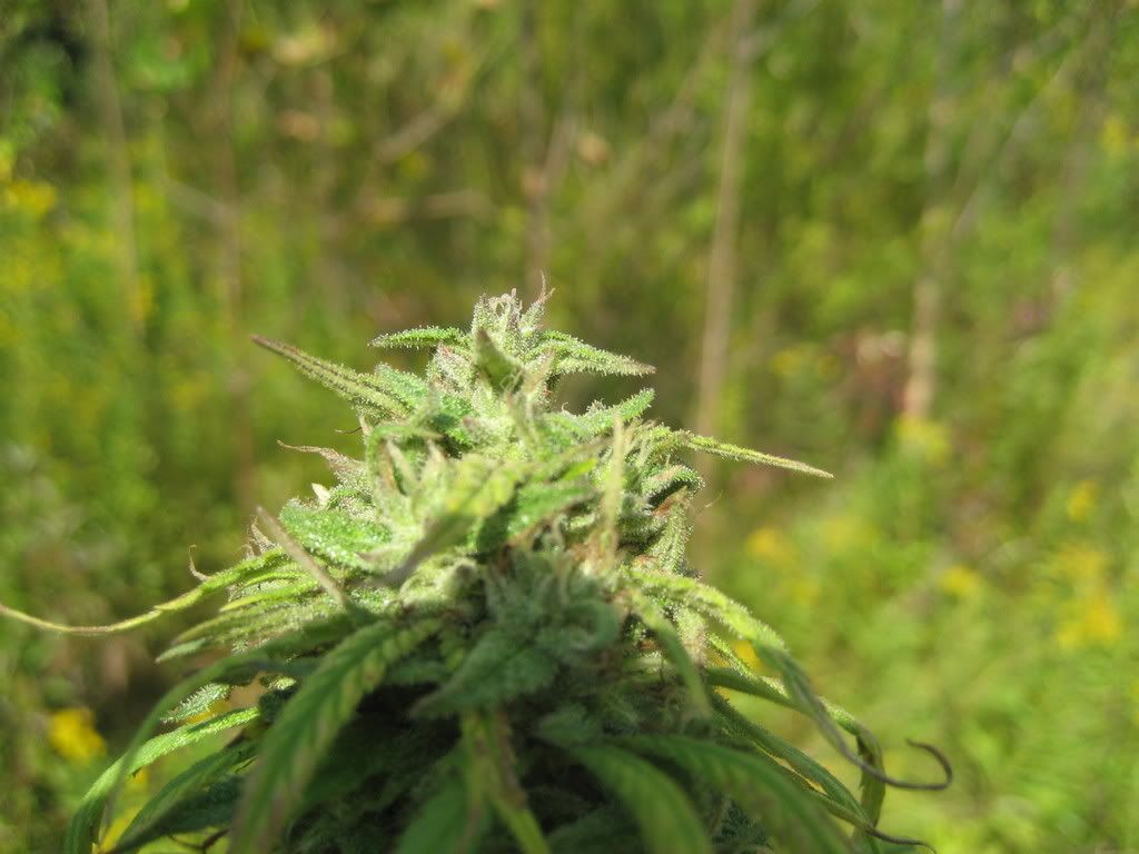 IMG_1689.jpg