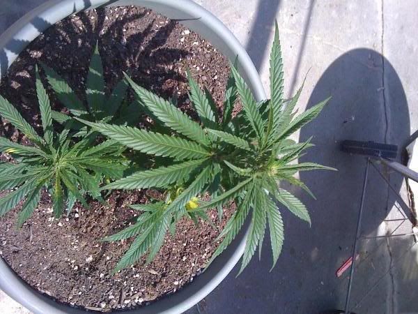 flowering_week_1_view.jpg