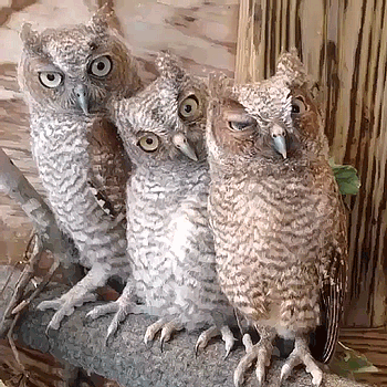 gifs_21.gif