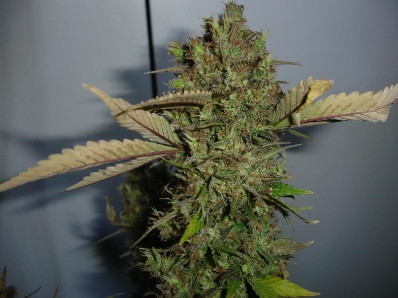 SCxNLPlant1009.jpg