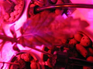IMG_1309.jpg