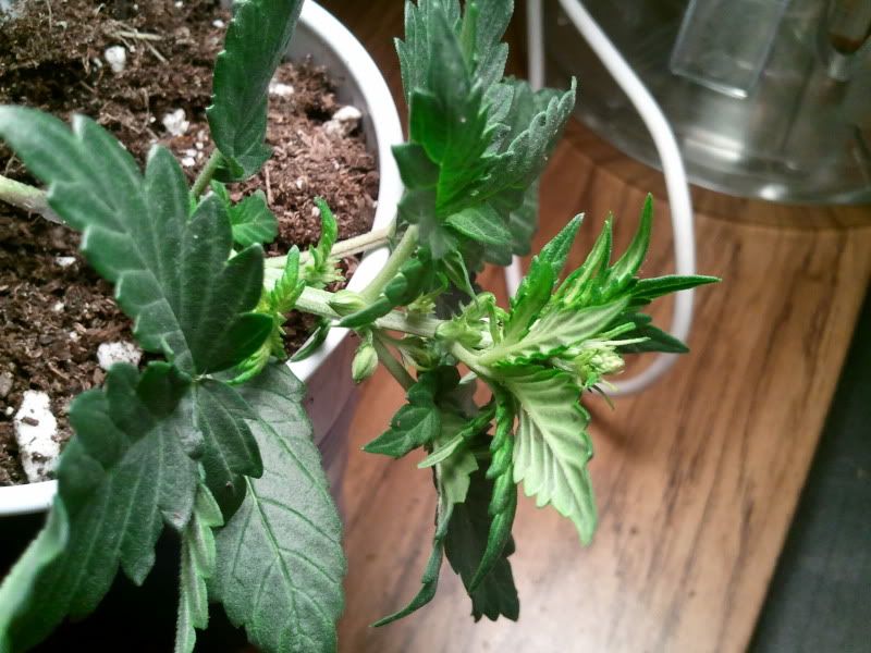 2012-01-17004708.jpg