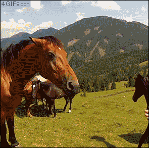tumblr_mn2pnxrd8V1s63ogdo1_400.gif
