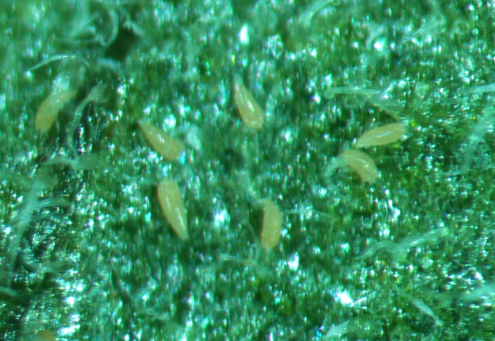 mites-in-ht-fig-3.jpg