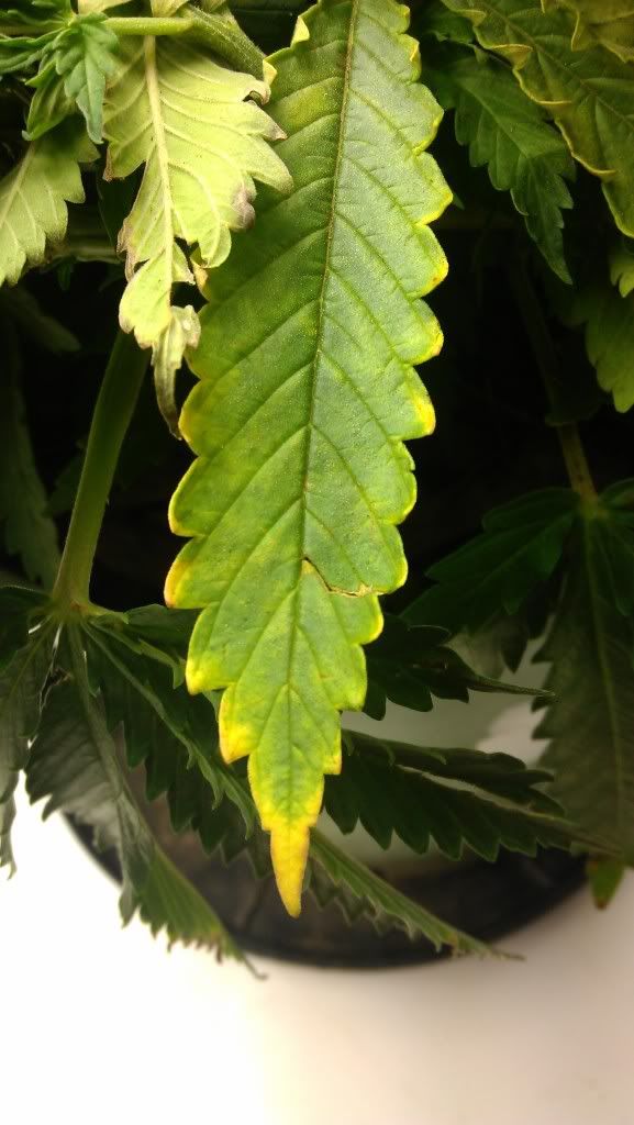 IMAG0644_zps540b1832.jpg