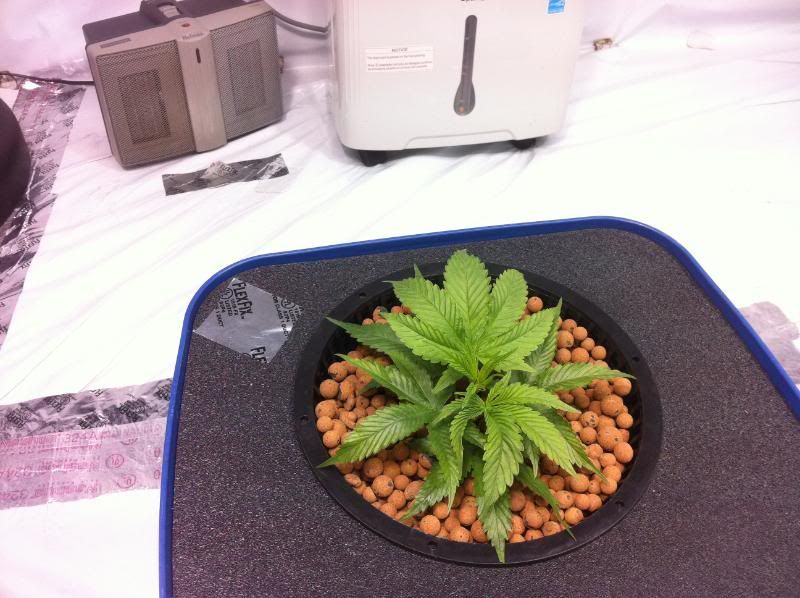 plant3good.jpg