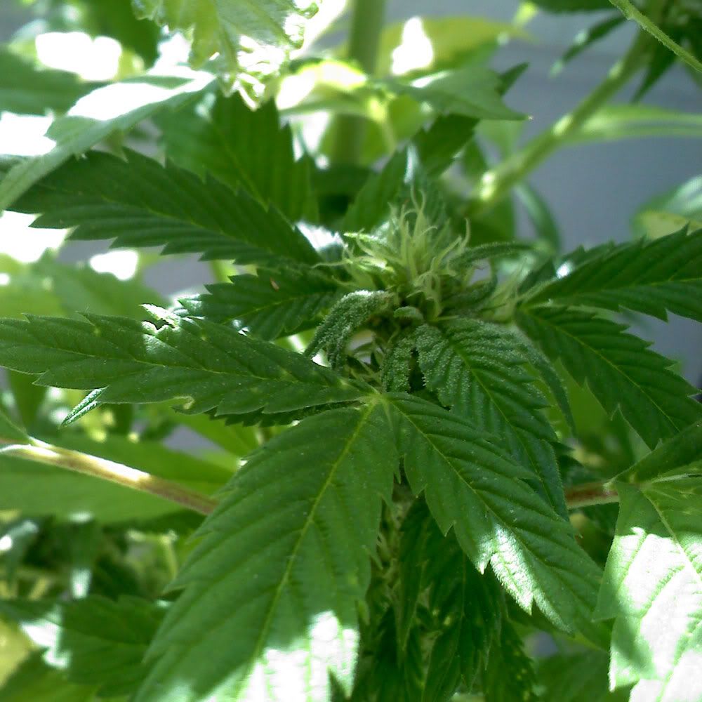 plant-4.jpg