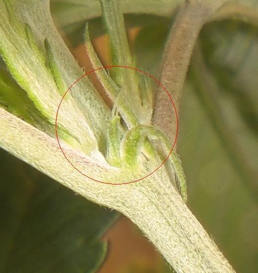 pistils.jpg