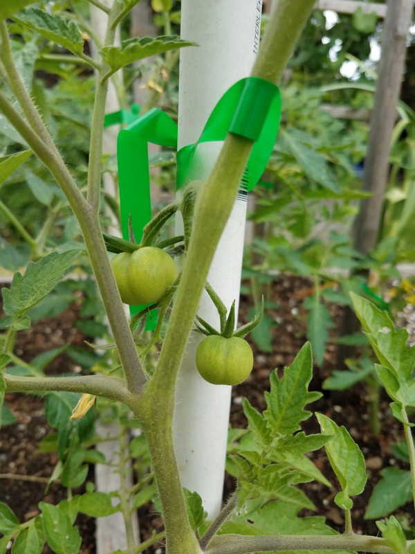 621tomatoes2.jpg