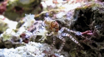 gifs_15.gif