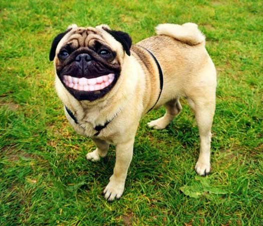 dogsmile.jpg