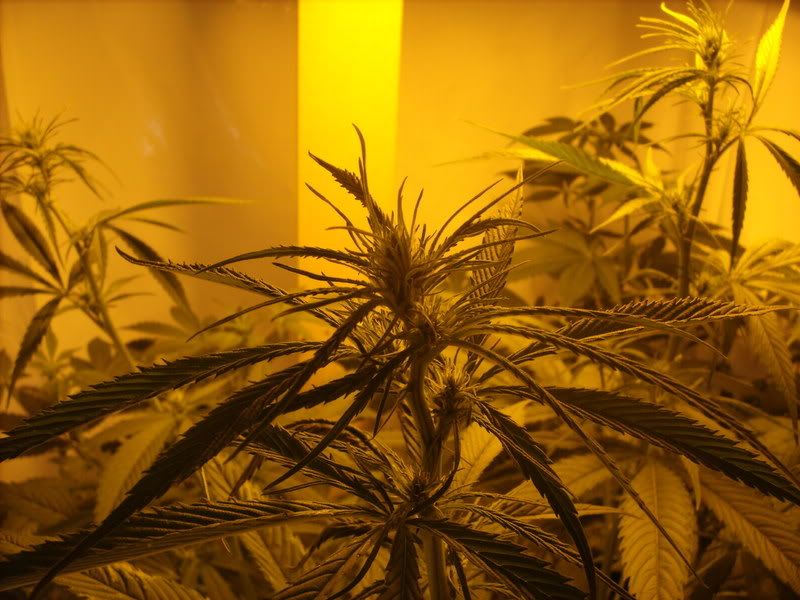 plants13002.jpg