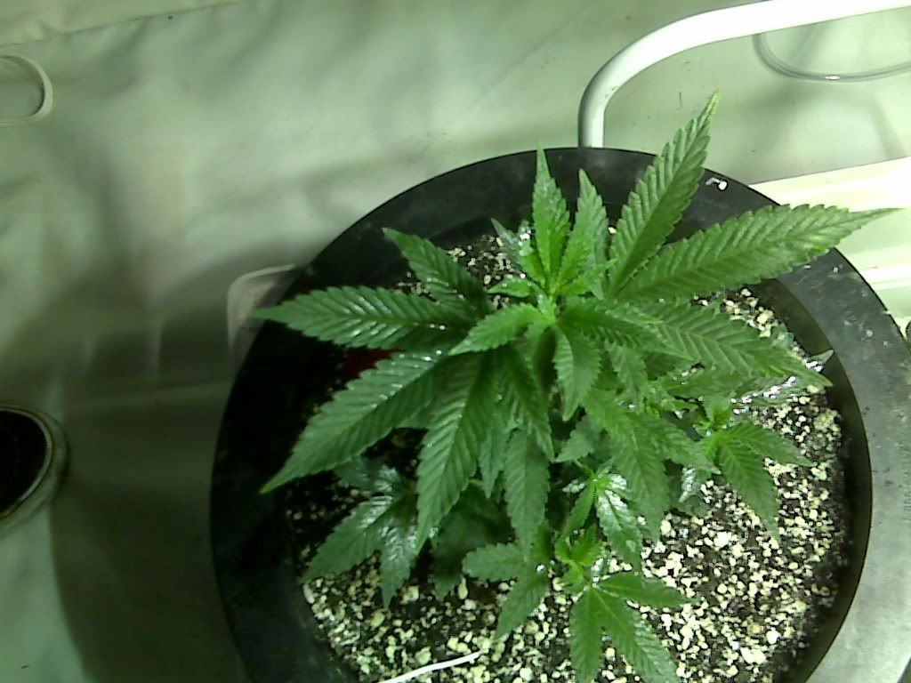 IMG00631.jpg