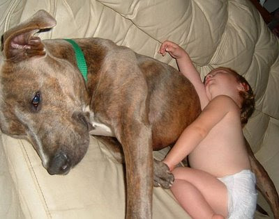 PitBullandBaby.jpg